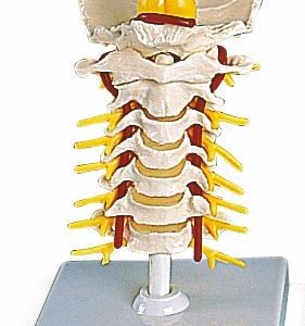 1000144 - Colonne vertébrale cervicale 10001443B Scientific