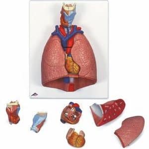 1000270 - Poumon avec larynx en 7 parties 10002703B Scientific