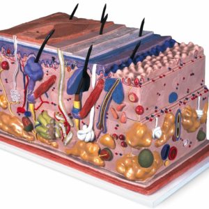 1000291 - Modèle de la peau en bloc, agrandi 70 fois 10002913B Scientific