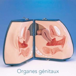 LM030 Organes génitaux LM030Koken