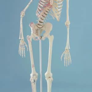 Squelette Peter 3015Erler Zimmer