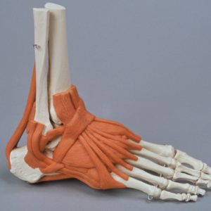Modèle de squelette du pied avec ligaments 6058Erler Zimmer