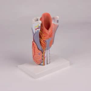 G221 - Larynx en 5 parties agrandi 2 fois G221Erler Zimmer