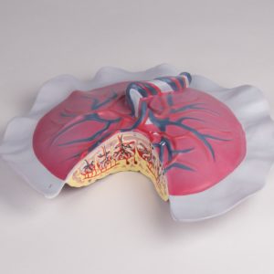 G28 - Système circulatoire placenta G28Erler Zimmer