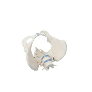 Pelvis féminin avec sacrum et 2 vertèbres lombaires 4058Erler Zimmer