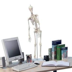 Squelette miniature avec colonne vertébrale et muscles Fred"" 3045Erler Zimmer