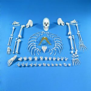 Squelette, démonté (ensemble d'os) 3020Erler Zimmer