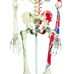 1013858 Squelette Max A11 avec représentation des muscles sur pied métallique à 5 roulettes 10138583B Scientific