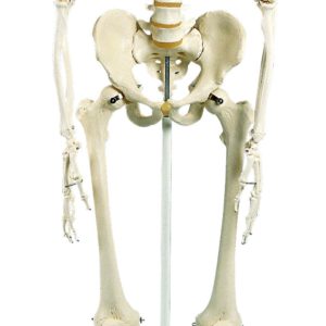 1013880 Squelette Feldi A15/3S, le squelette fonctionnel sur pied d'accrochage métallique avec 5 roulettes 10201803B Scientific