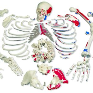 1000026 Squelette démonté avec représentation des muscles 10000263B Scientific
