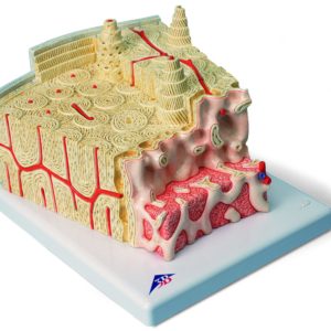 3003 1000154 3B MICROanatomy™ Structure osseuse agrandi 80 fois 10001543B Scientific scaled
