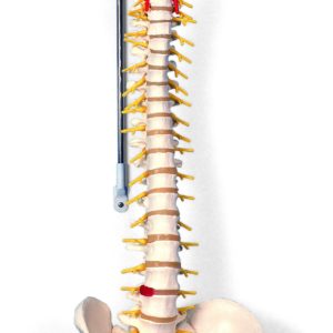 1000121 Colonne vertébrale classique flexible 10001213B Scientific