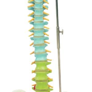 1000128 Colonne vertébrale flexible didactique 10001283B Scientific