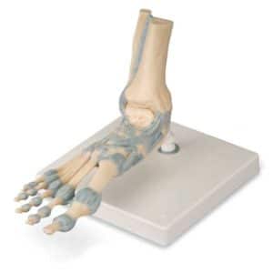 1000359 Squelette du pied avec ligaments et muscles 10003593B Scientific