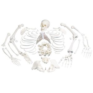 1000025 Squelette, démonté 10201573B Scientific