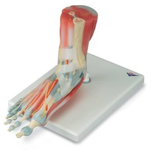 Modèle de squelette du pied avec ligaments et muscles 10194213B Scientific