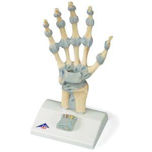 Modèle de squelette de la main avec ligaments et tunnel carpien 10003573B Scientific