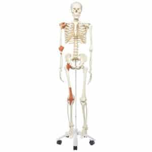 Squelette Leo avec ligaments articulaires 10201753B Scientific