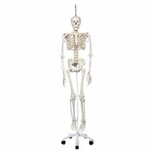 Squelette Phil squelette physiologique 10201793B Scientific