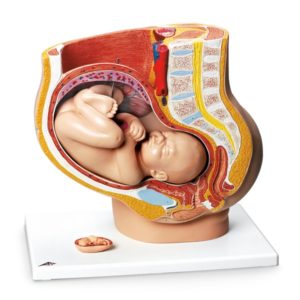 Modèle de position du foetus SB23480Nasco