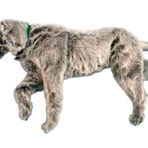 Emily K9 chien de positionnement