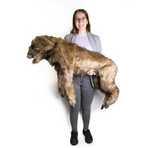 Chien "Rocky" - mannequin de positionnement